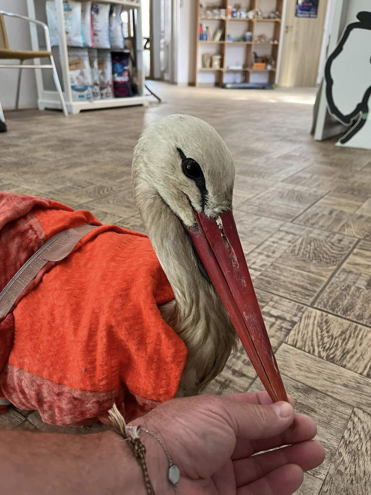 Orel s amputovaným křídlem si v Makově zvyká. Čáp potřebuje vyrobit protézu