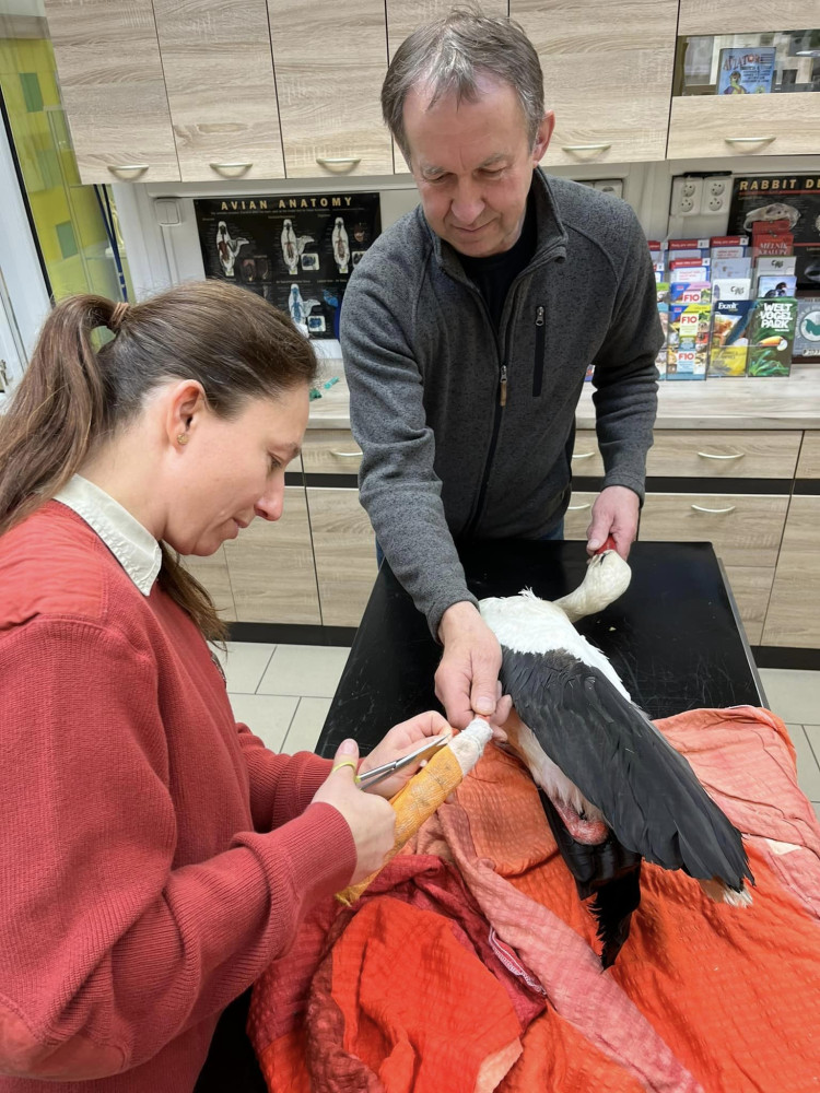 Orel s amputovaným křídlem si v Makově zvyká. Čáp potřebuje vyrobit protézu