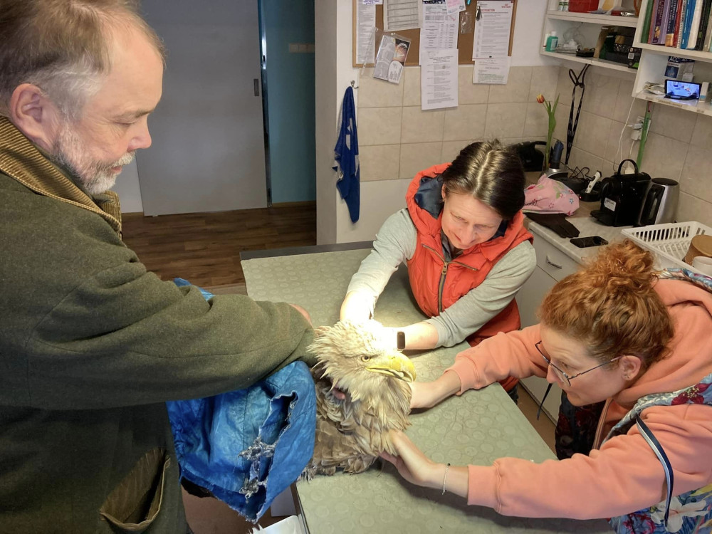 Orel s amputovaným křídlem si v Makově zvyká. Čáp potřebuje vyrobit protézu