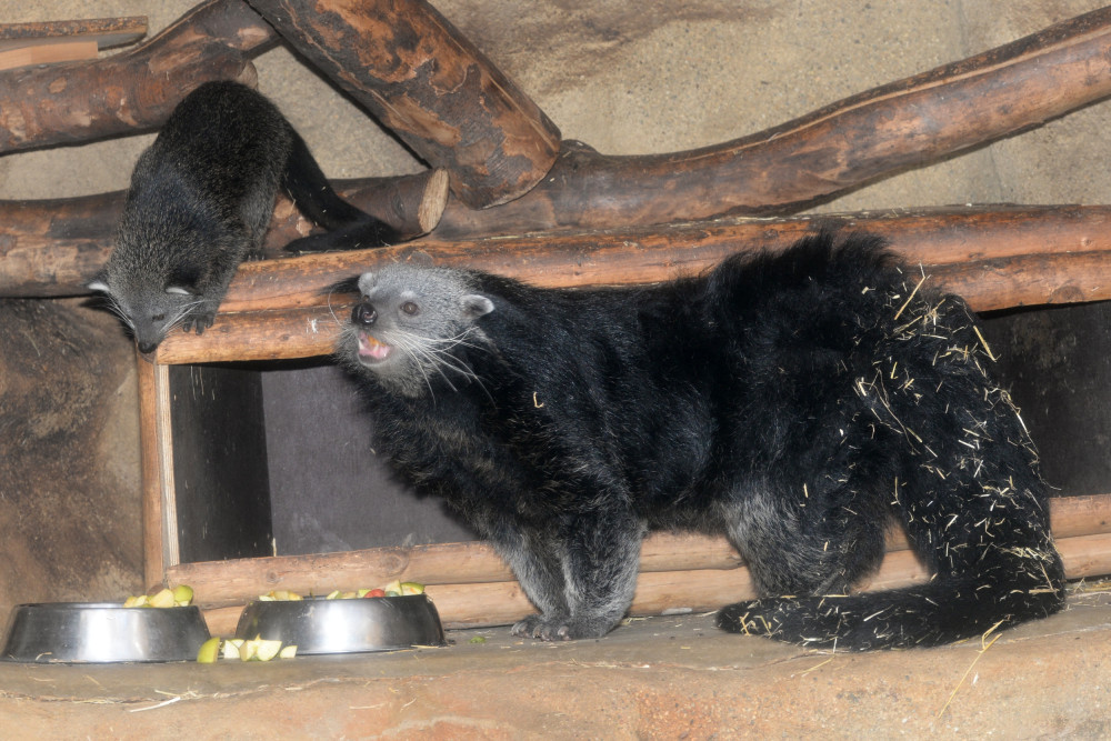 Olomoucká zoo má nové mládě binturonga. Návštěvníci ho však ještě neuvidí