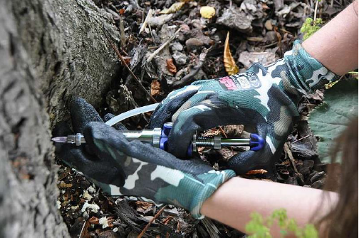 Prostějov ošetří vybrané stromy ve městě. Provede injektáž