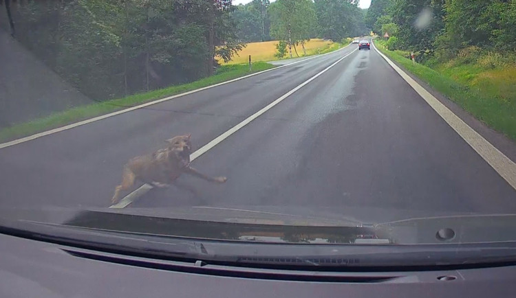 U Cvikova vběhl autu do cesty vlk. Po srážce zmizel v lese