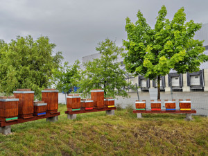 Bez včel by byly prázdné obchody