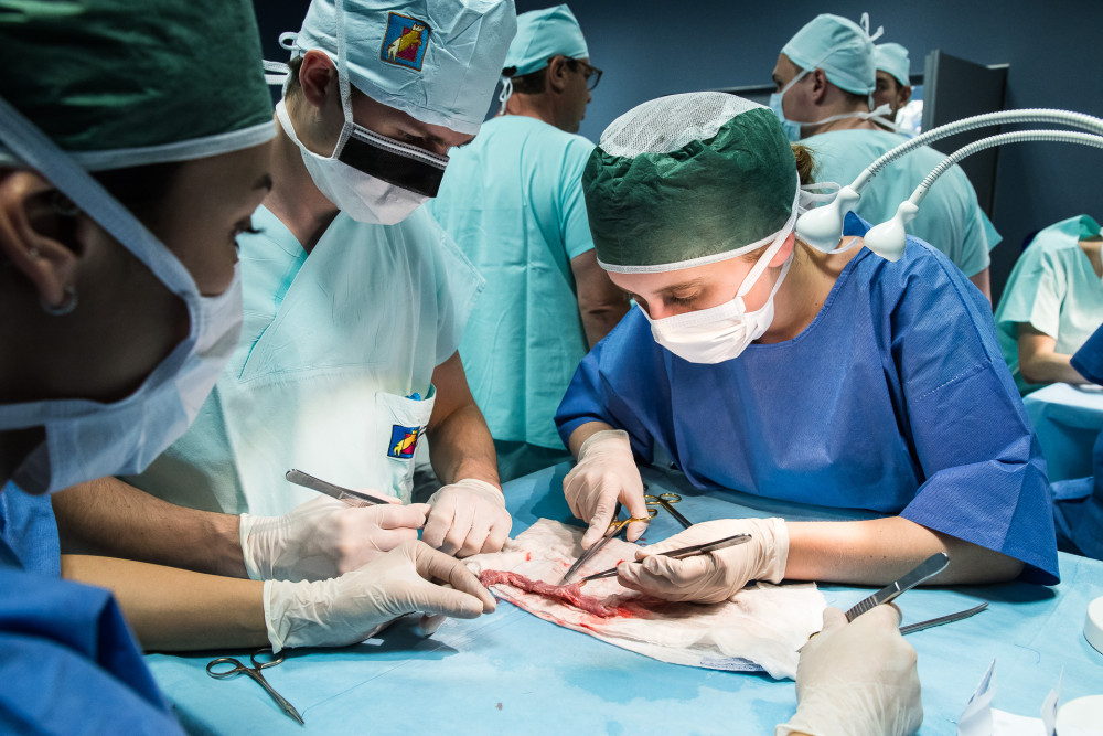 Studenti medicíny operují na škole v Plzni prasata, čtyřnohým pacientům sešívají cévy nebo odstraňují ledvinu