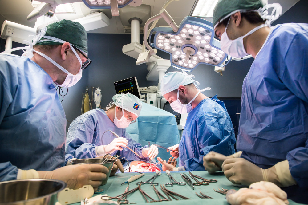 Studenti medicíny operují na škole v Plzni prasata, čtyřnohým pacientům sešívají cévy nebo odstraňují ledvinu