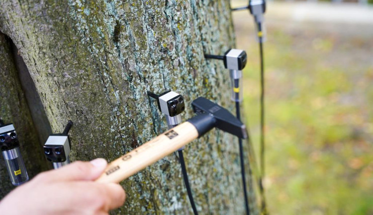 Město otestovalo část stromů na Masaryčce. Připravuje studii na obnovu celé aleje