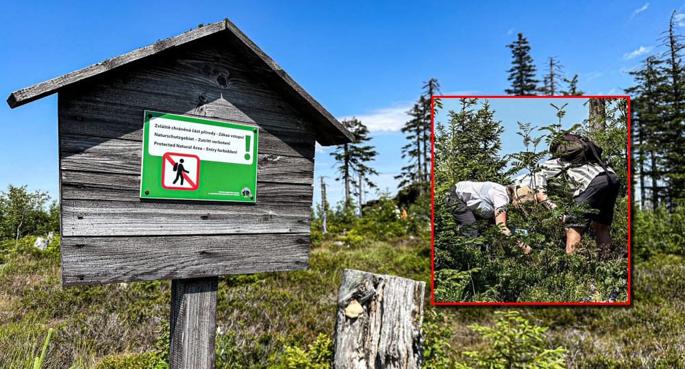 Turisté na Šumavě při sběru lesních plodů vstupují i na přísně zakázaná místa. Riskují tak pokuty v řádech tisíců
