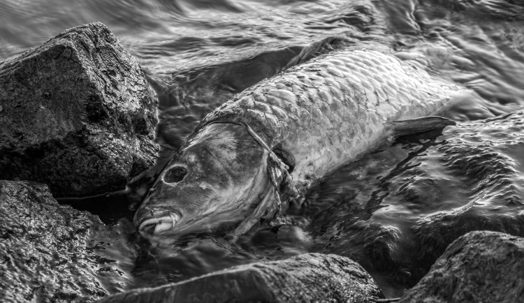 Teplo způsobuje úhyn ryb. Při koupání vás mohou leklé kusy překvapit