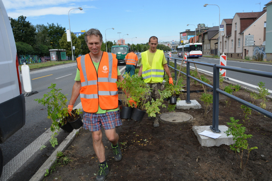 Růžová Velkomoravská. Olomouc investuje miliony do zkrášlení rušného průtahu