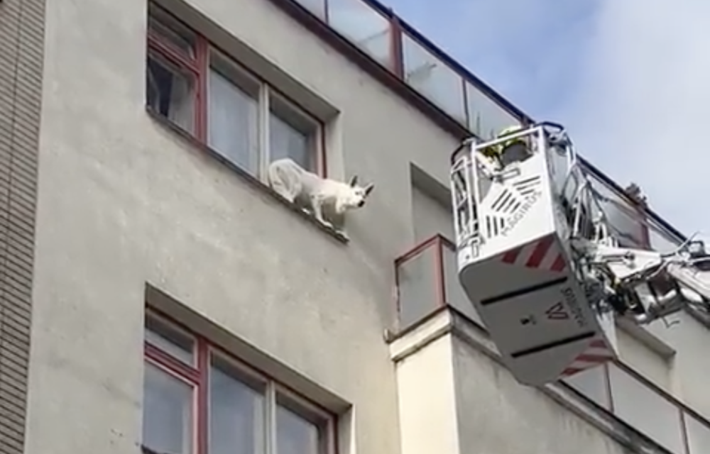 Pes trpělivě čekal na záchranu