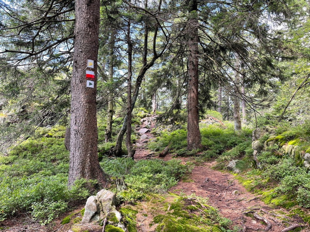 Poznejte tajemnou krásu méně známé šumavské hory, vyšlápněte si na bavorský Schwarzeck vysoký 1235 metrů