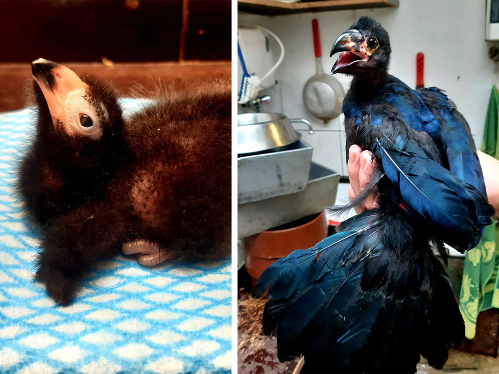 Porovnání mláděte banánovce obecného 3. a 42. den jeho života