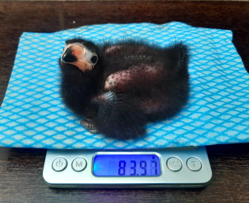 První odchov po čtrnácti letech. Na Svatém Kopečku kvapem roste opeřený banánovec