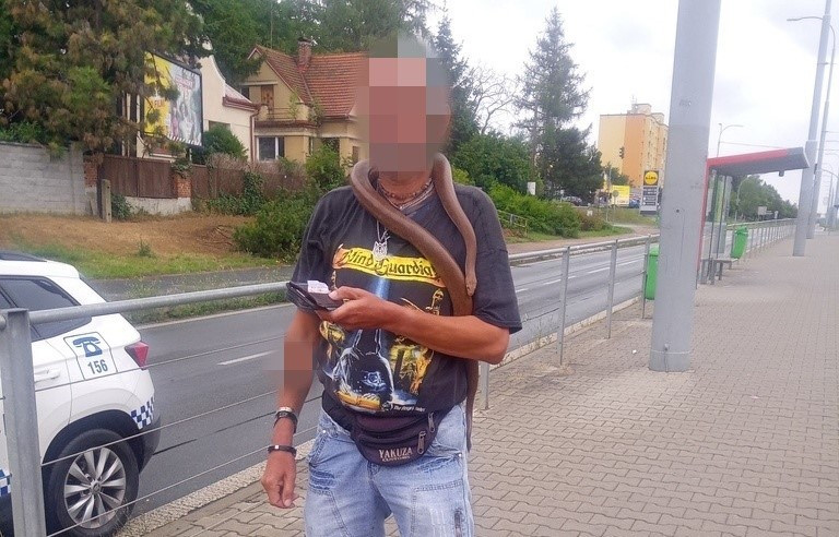 Muž si omotal živého hada kolem krku a děsil cestující v tramvaji