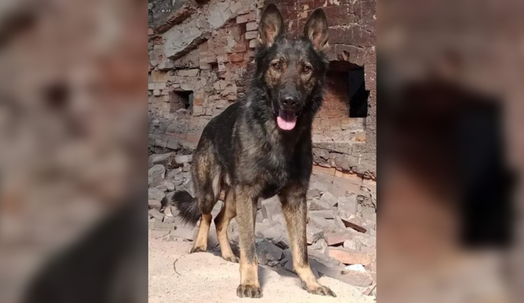 Tragický konec pátrání po Jaxovi. Psa, který zachraňoval lidi, srazil vlak