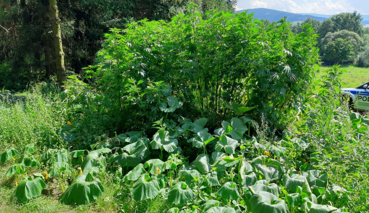 Na kompostu pěstoval necelou stovku rostlin konopí. Sklidila je policie