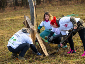 Sázení nových stromů je pro PENNY sázka na budoucnost