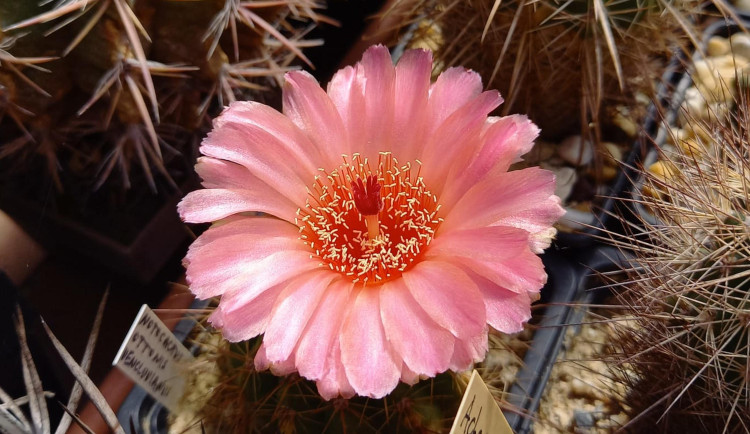 Zajděte na výstavu kaktusů. Do botanické se vrací po dvaceti letech