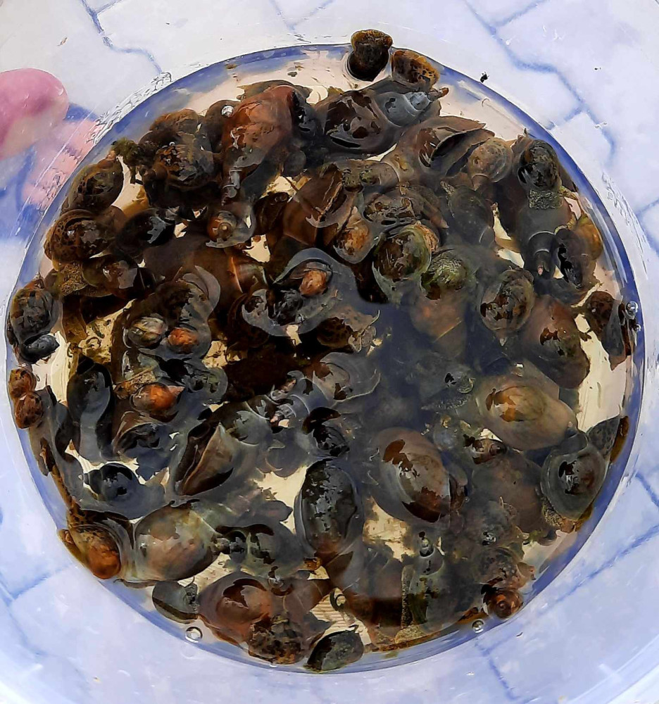 Jezírko ve Škodalandu ukončilo koupací sezónu, voda je zelená