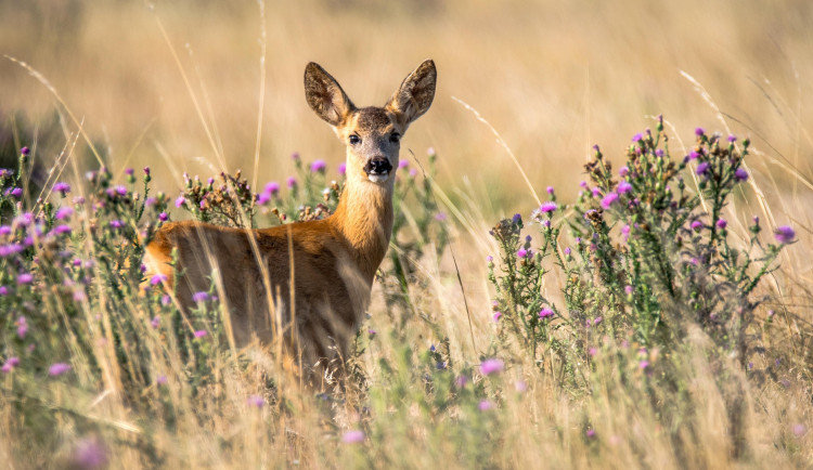Myslivci oslavují na Sychrově. Nachystali program pro malé i velké