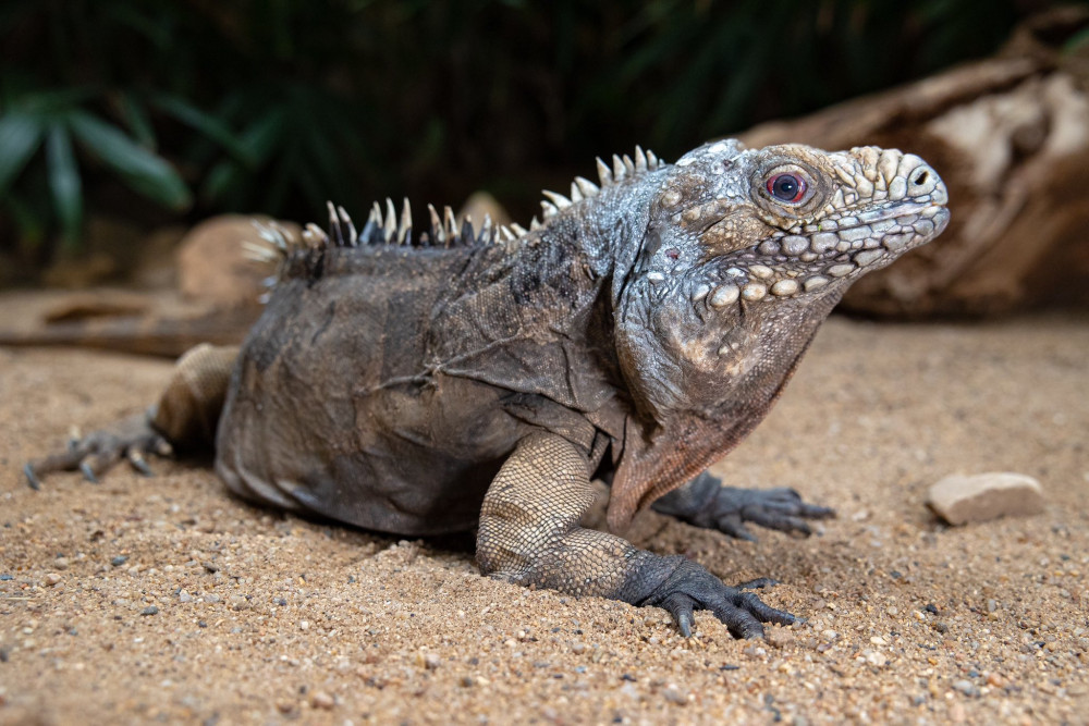 Pepíno žil v pražské zoo přes třicet let.