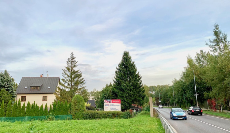 Liberec už vybral vánoční strom. Smrk ze zahrady v ulici České mládeže se na náměstí přestěhuje za měsíc