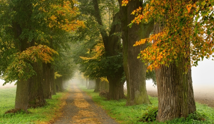 Nominujte své oblíbené stromy do soutěže Alej roku, čas je do konce října