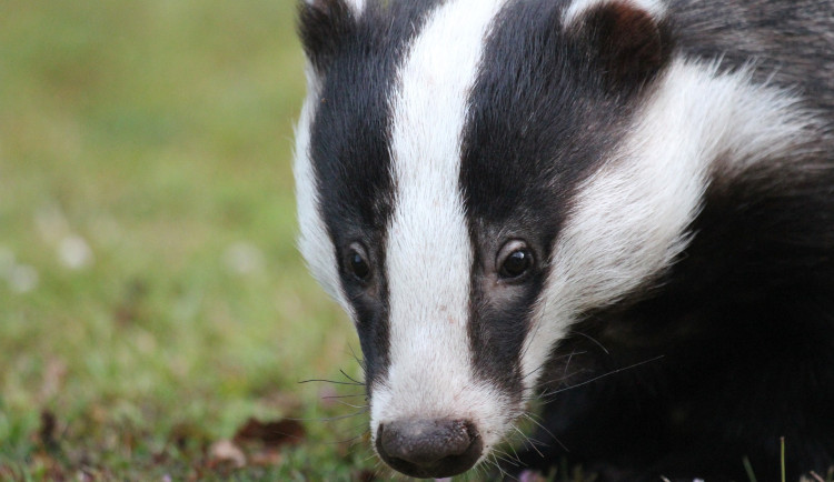 Jezevec nechal překvapenému řidiči na autě škodu za deset tisíc