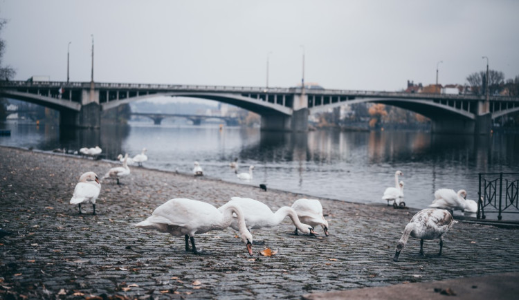 Jakost vody se v posledních desetiletích zlepšila, říká mluvčí povodí Vltavy
