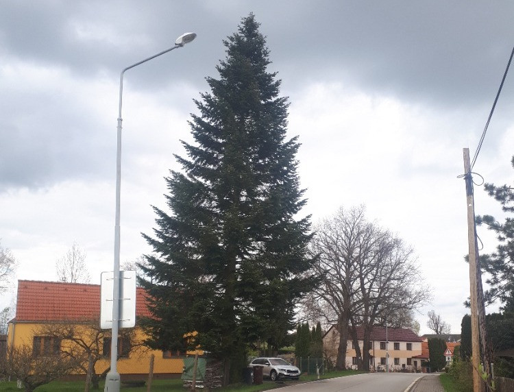 Náměstí ozdobí osmnácti metrová jedle. Vánoční strom městu věnovala rodina z Kaliště