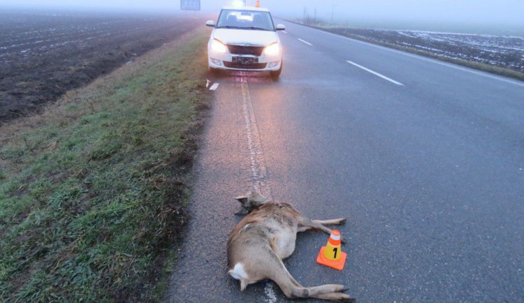 Podíl nehod způsobených střety se zvěří je na Vysočině nejvyšší v rámci celé České republiky. Která místa jsou riziková?