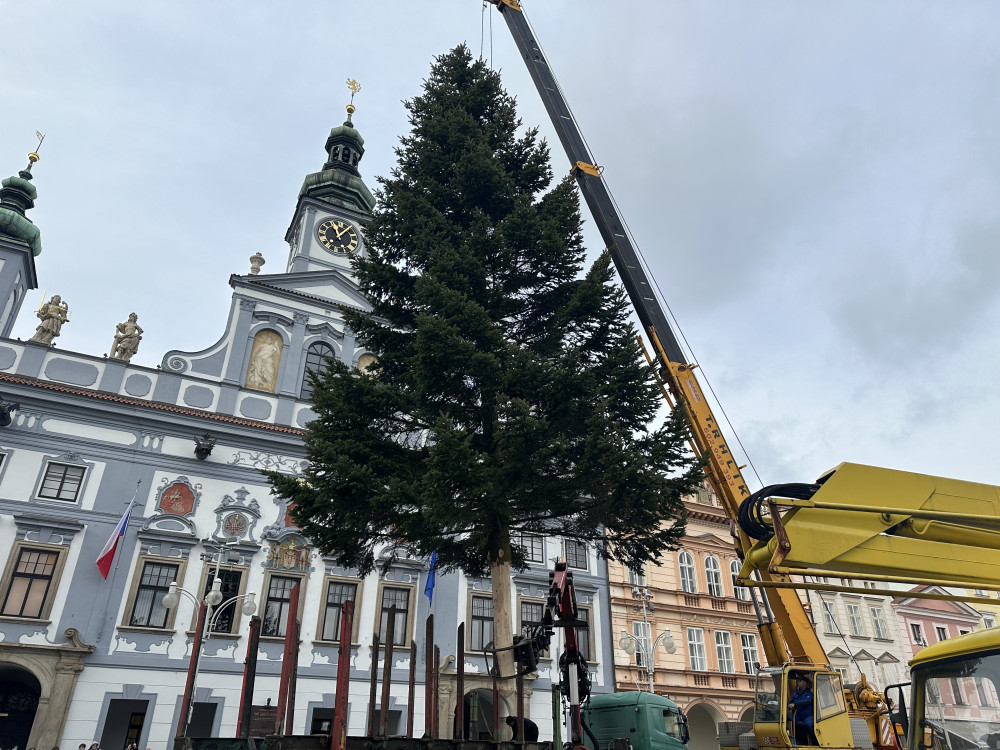 Vánoční strom je na svém místě. Náměstí ozdobila jedle z Kaliště