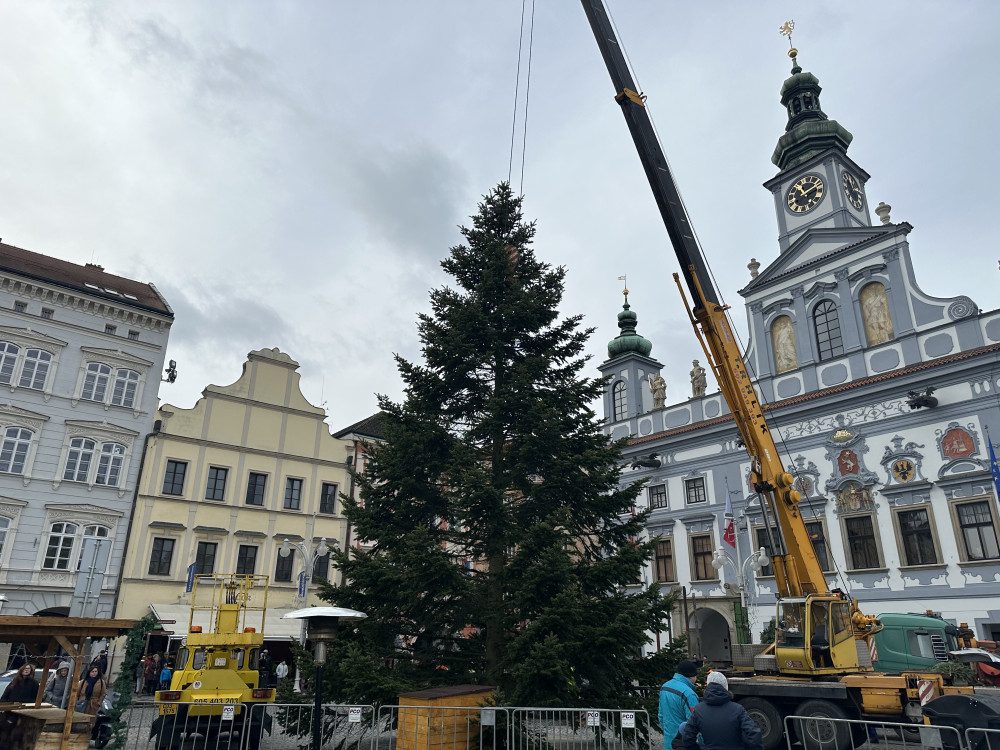 Vánoční strom je na svém místě. Náměstí ozdobila jedle z Kaliště