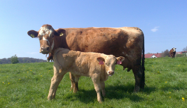 Krajské stádo krav má nového majitele. Školní statek postupně utlumí činnost