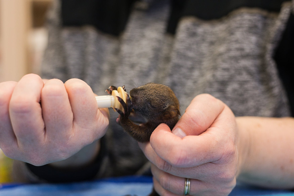 Krmení mláděte veverky.