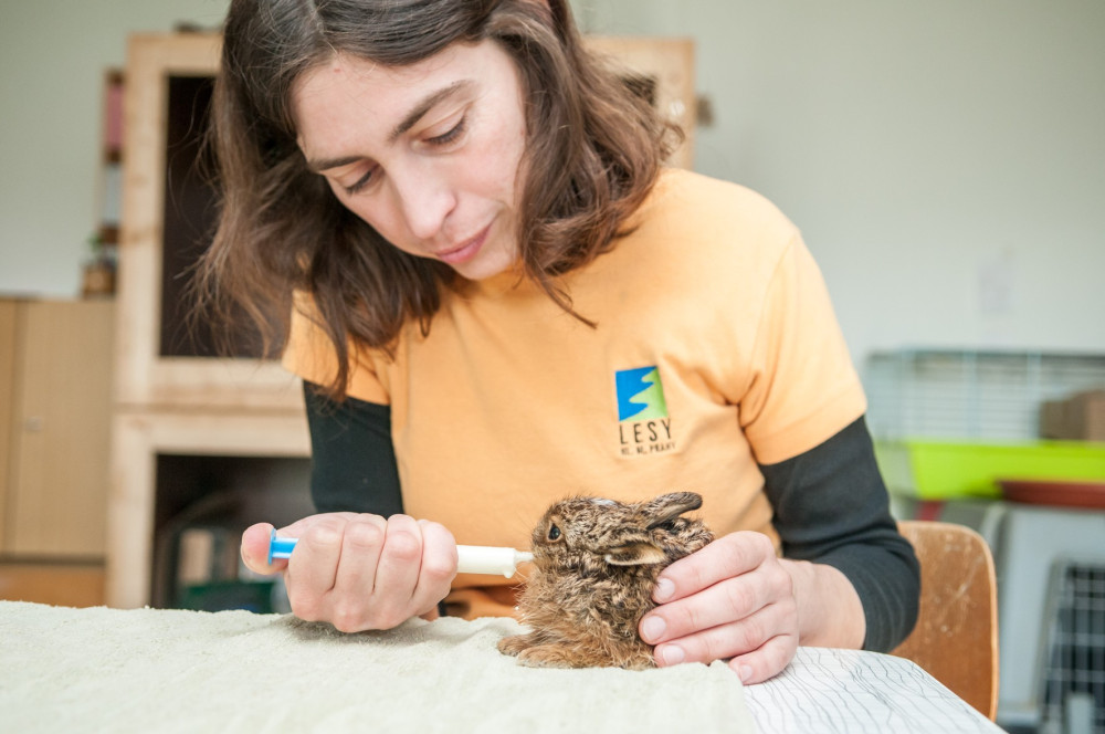 Záchranné stanice jsou přeplněné. Přijaly rekordní počet zvířat