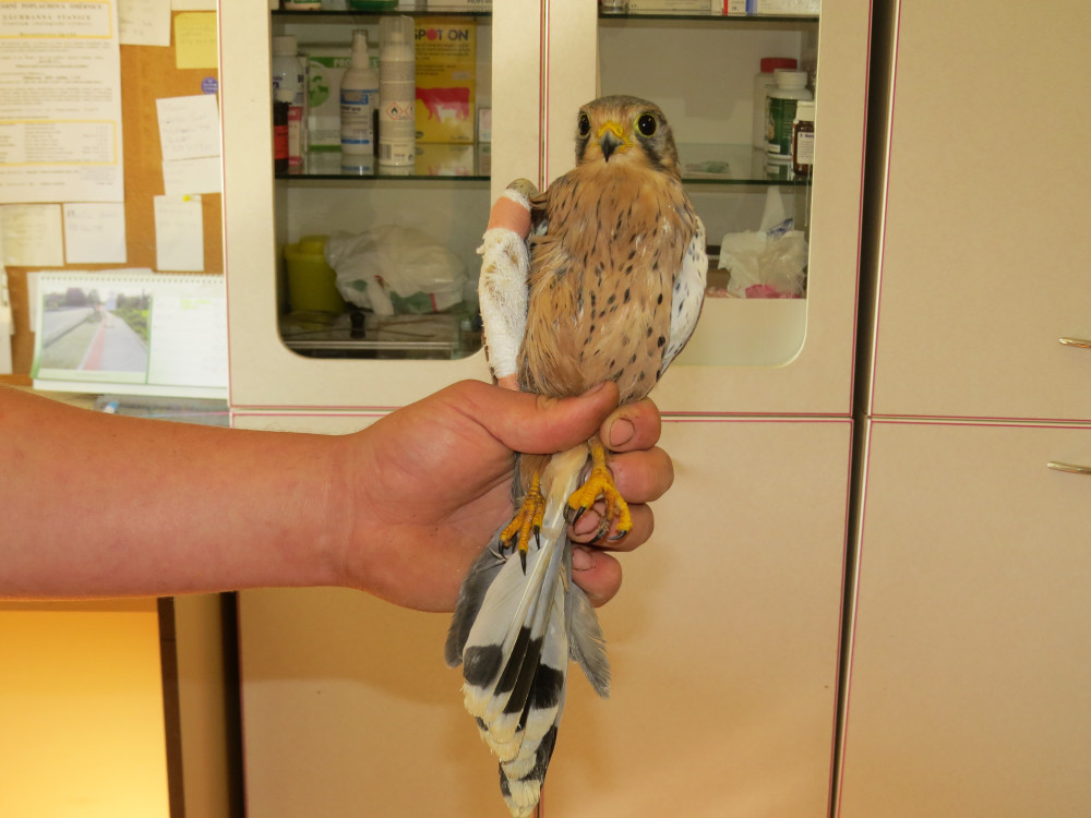 Záchranné stanice jsou přeplněné. Přijaly rekordní počet zvířat