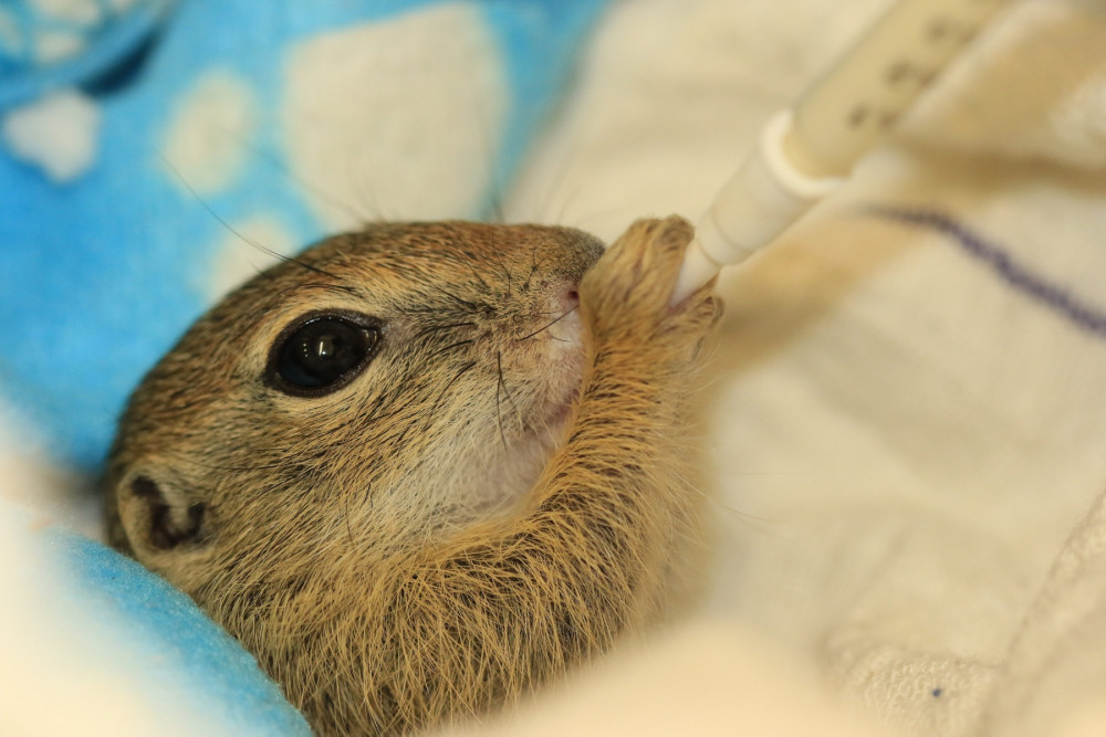 Záchranné stanice jsou přeplněné. Přijaly rekordní počet zvířat