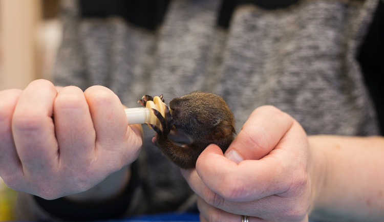Záchranné stanice jsou přeplněné. Přijaly rekordní počet zvířat