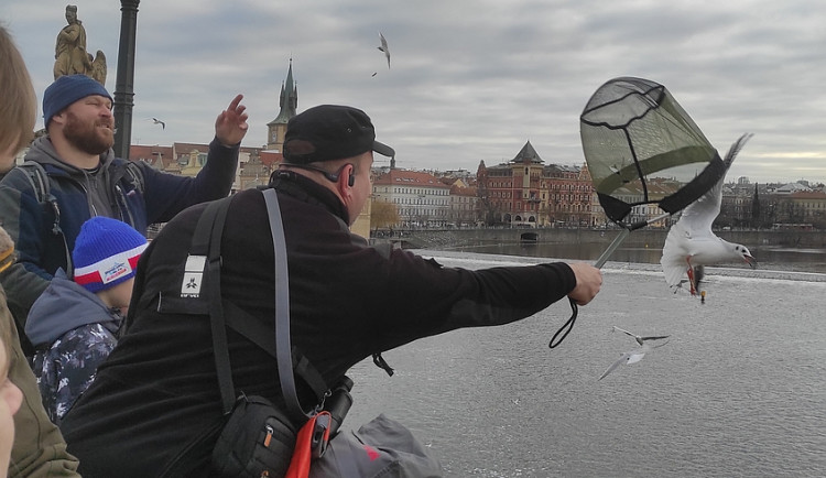 Ornitologové v Praze počítali labutě, kachny, lysky a racky