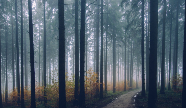 Lidé hlásí, že viděli velké neznámé zvíře. Policie to prověřuje