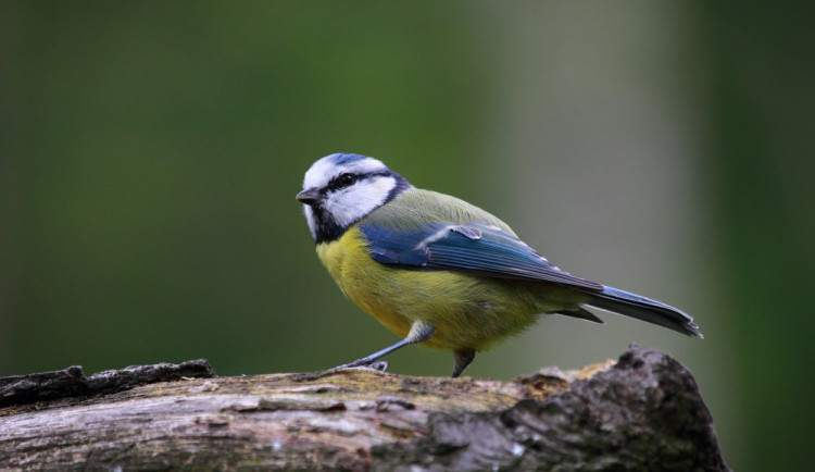 1000x1000-1482759856-