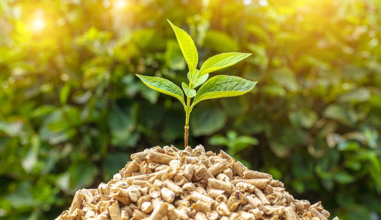 closeup-shot-green-seedling-pile-wood-pellets (kopie)