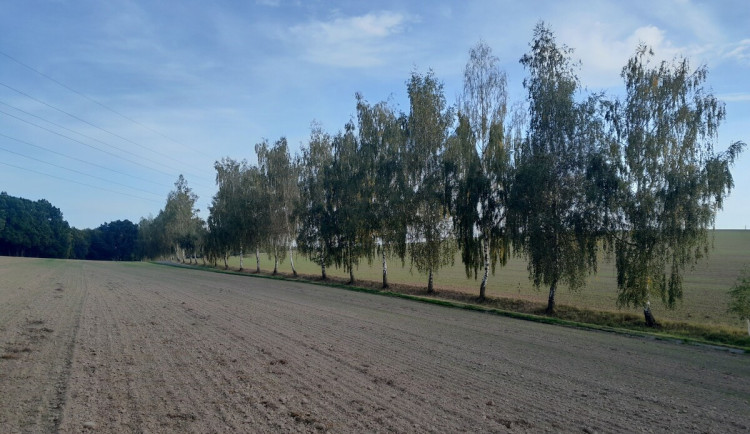 Do konce hlasování o nejkrásnější alej roku zbývá už jen pár dní