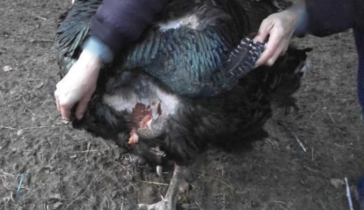 Ženě utekli psi a v blízké zahradě potrhali krocany. Jednoho zabili, dalšího musela chovatelka utratit