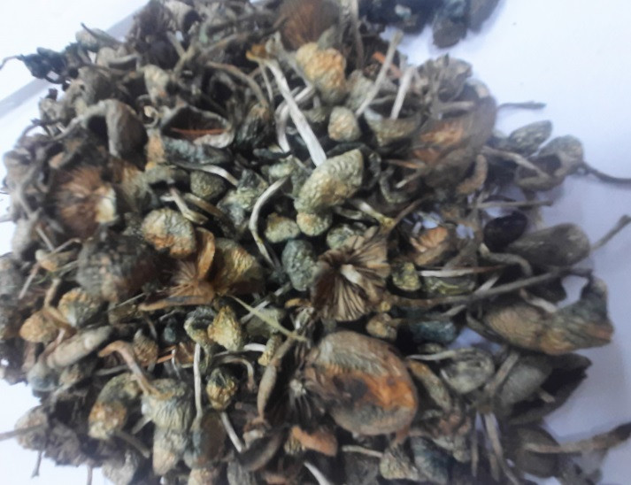 Policisté odhalili specialistu na houbičky. Ve sklenici měl 594 lysohlávek