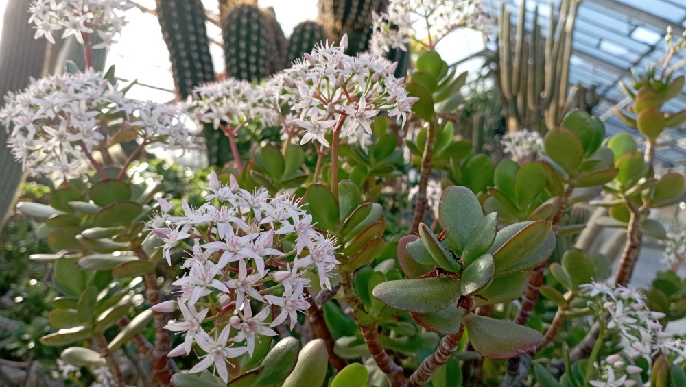 Vůně citrusů v únoru. Olomoucké Sbírkové skleníky se otevírají