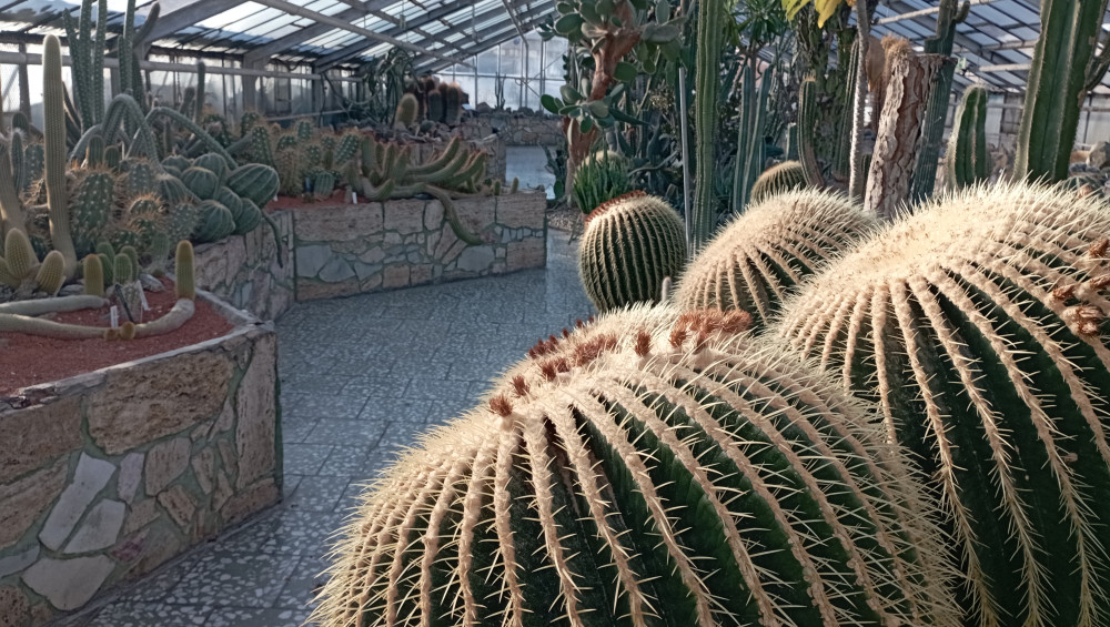 Vůně citrusů v únoru. Olomoucké Sbírkové skleníky se otevírají