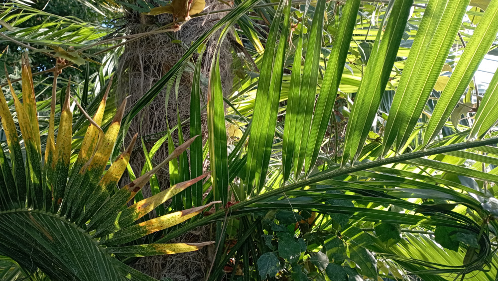 Vůně citrusů v únoru. Olomoucké Sbírkové skleníky se otevírají