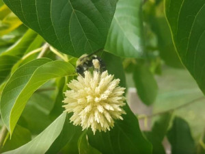 Opioidní kratom zůstane dětem dostupný